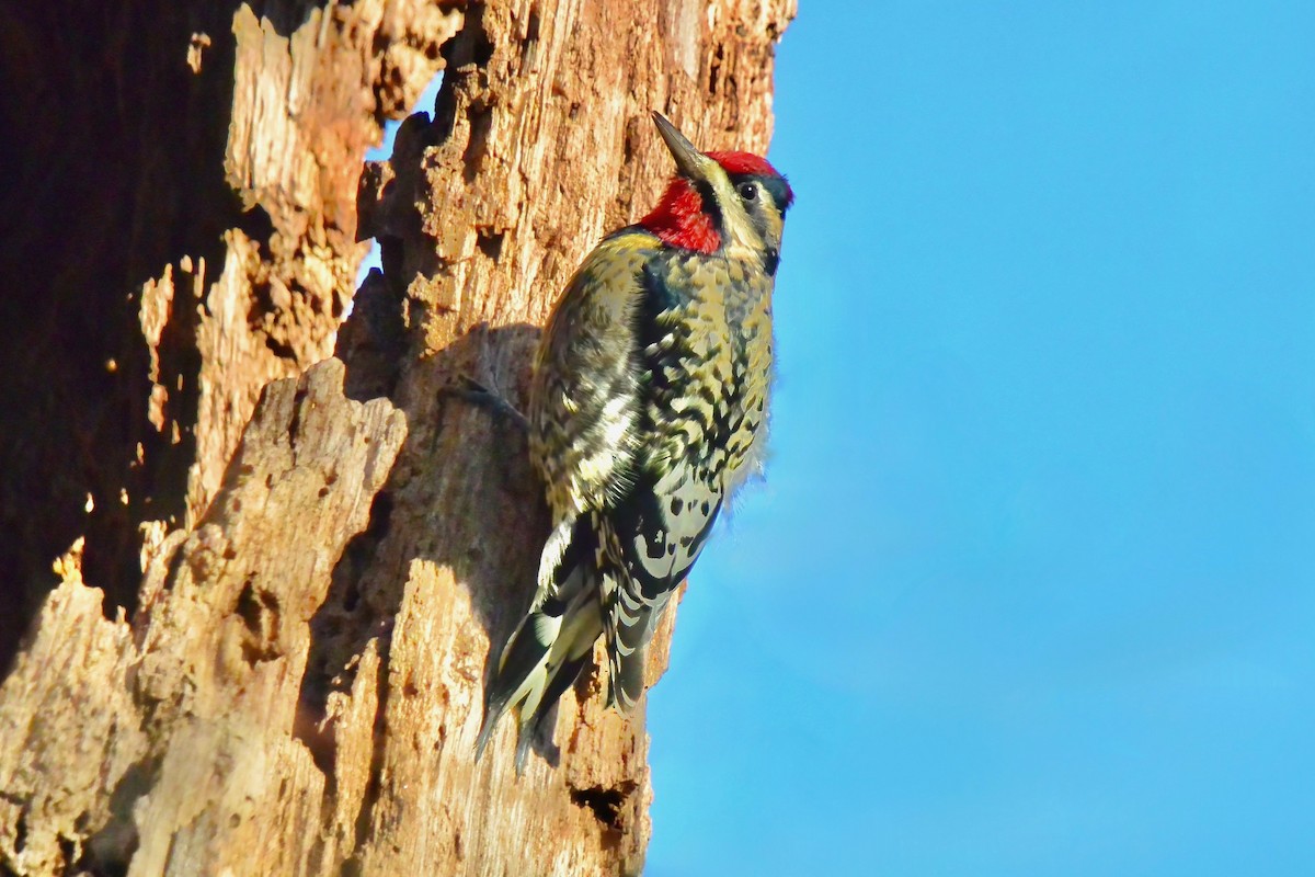 Yellow-bellied Sapsucker - ML646301335