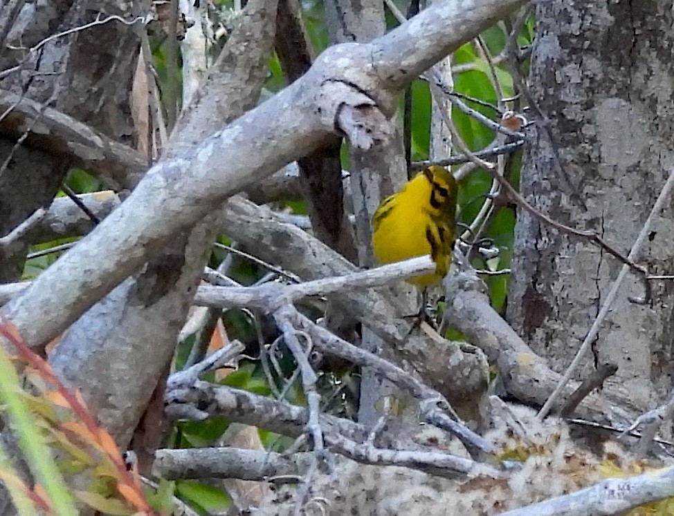 チャスジアメリカムシクイ - ML646301336