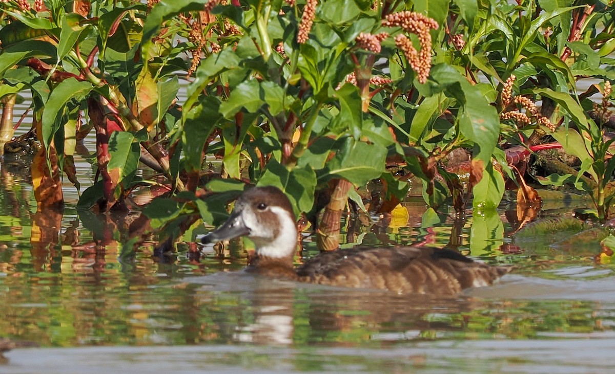 Southern Pochard - ML646301344