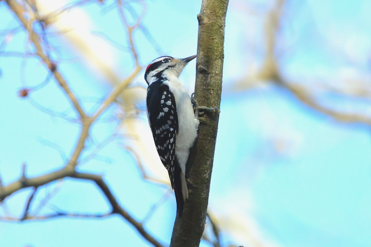Hairy Woodpecker - ML646301355