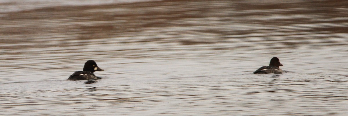 Common Goldeneye - ML646301356