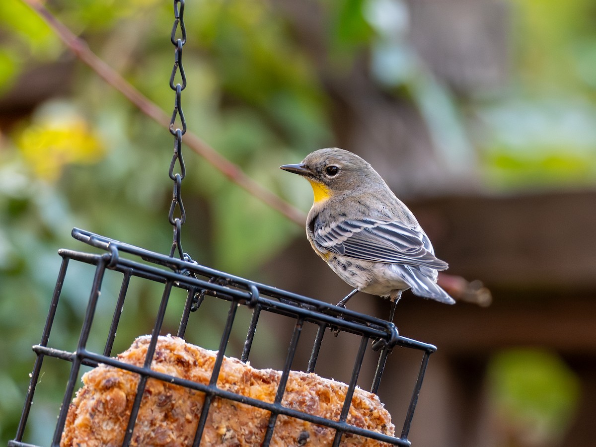 lesňáček žlutoskvrnný - ML646301358