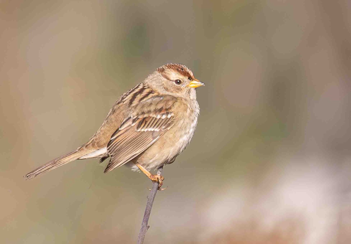 White-crowned Sparrow - ML646301368