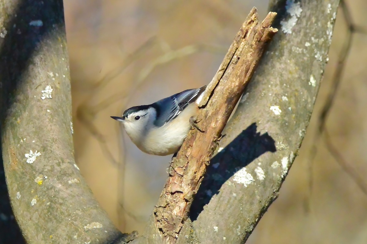 White-breasted Nuthatch - ML646301369