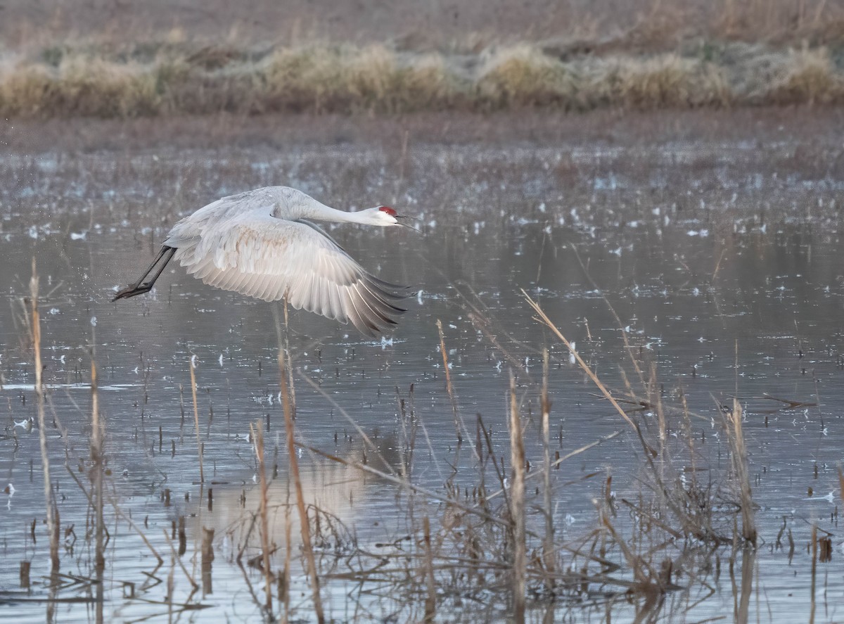 Sandhill Crane - ML646301370