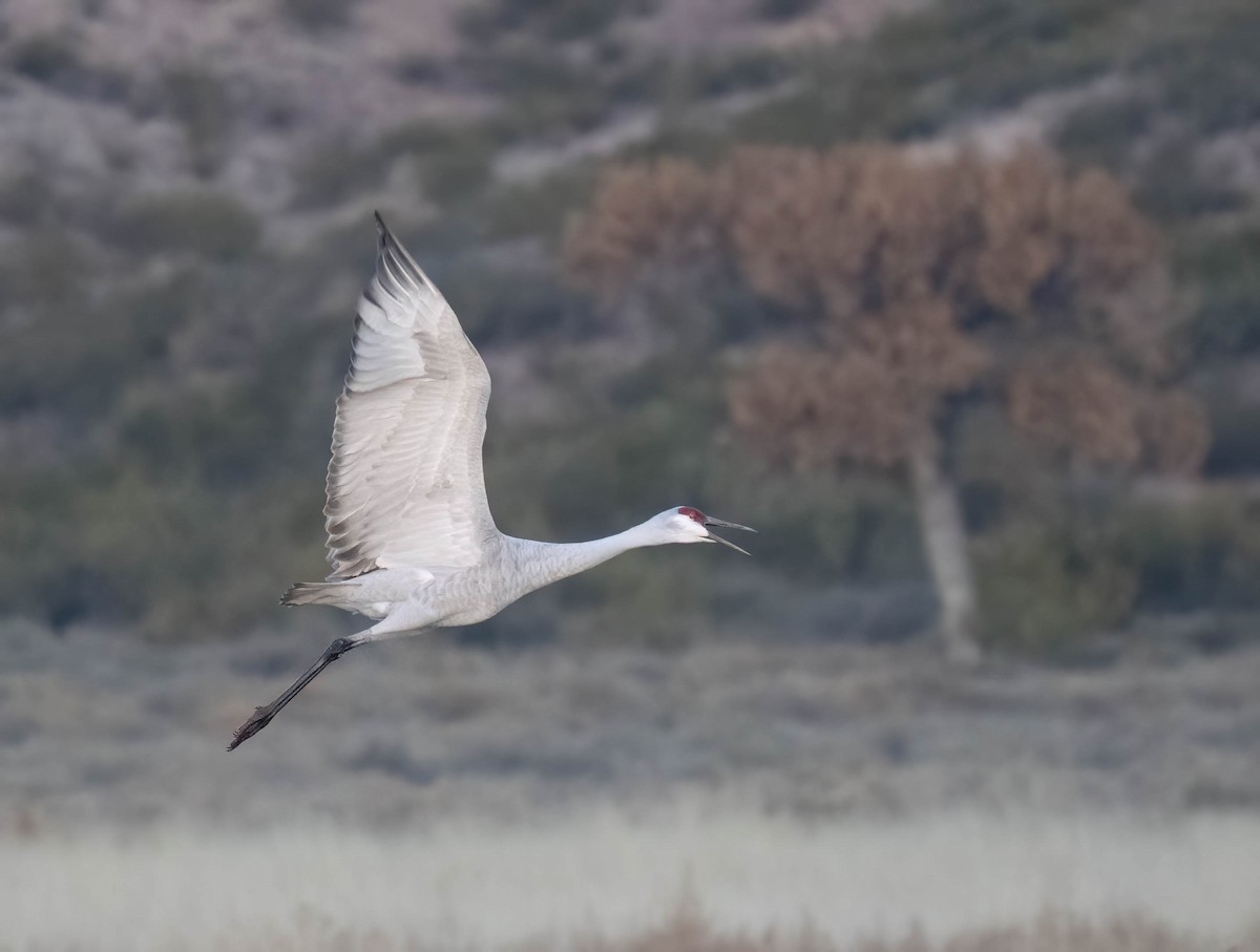 Sandhill Crane - ML646301371