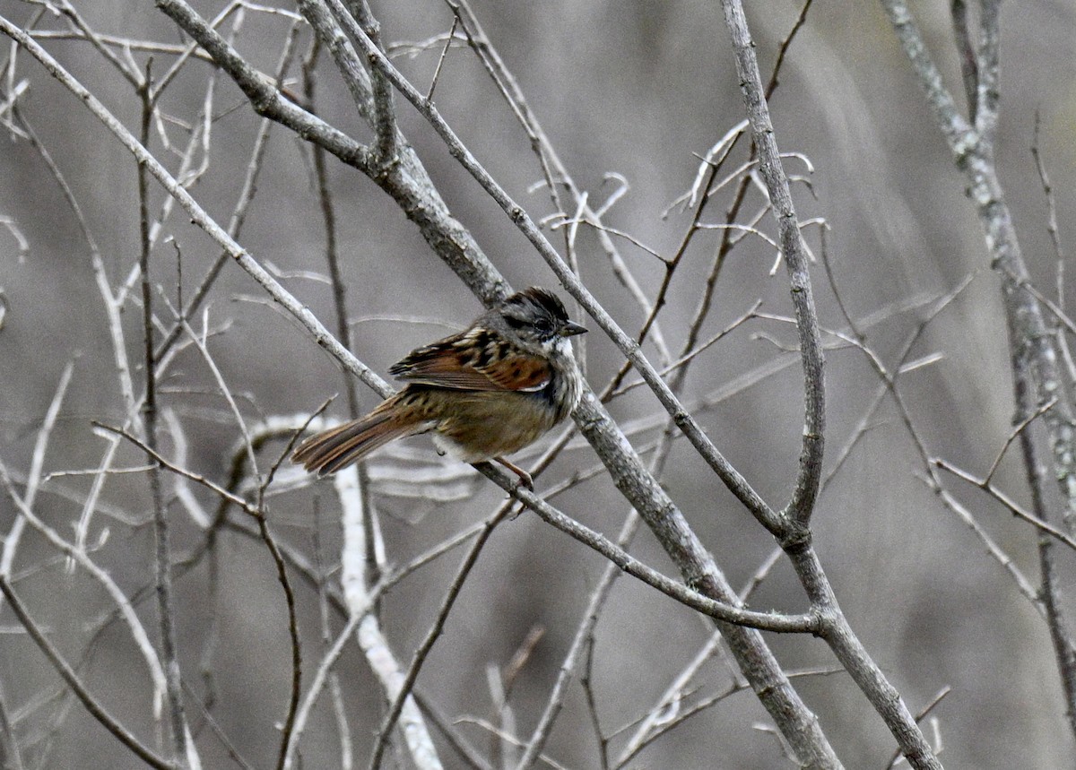 Swamp Sparrow - ML646301372