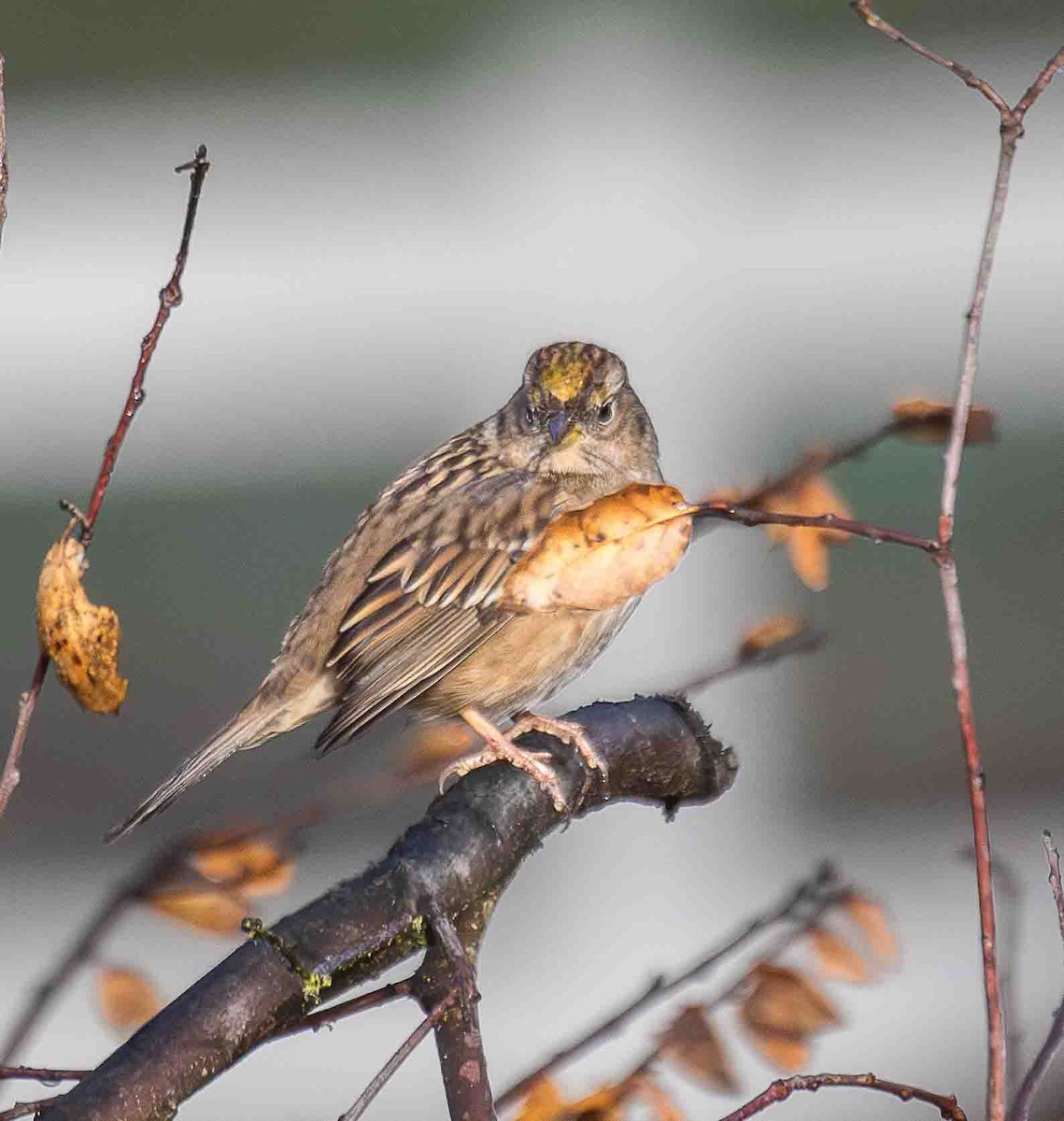 Golden-crowned Sparrow - ML646301373