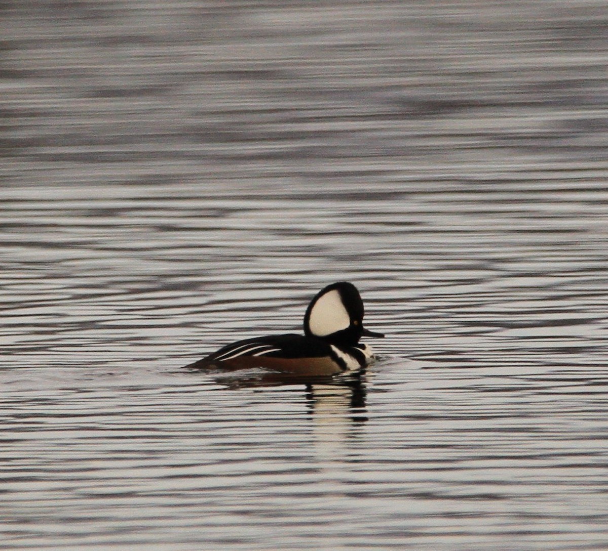 Hooded Merganser - ML646301374