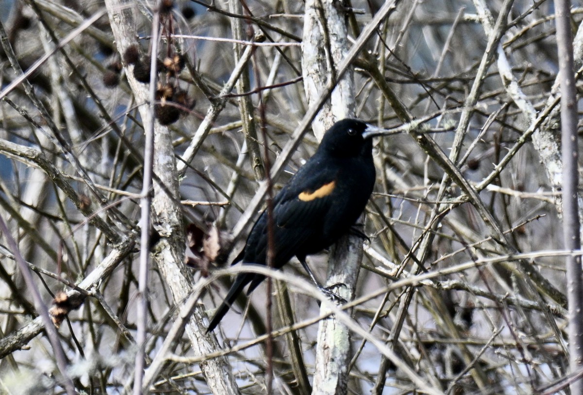 Red-winged Blackbird - ML646301375