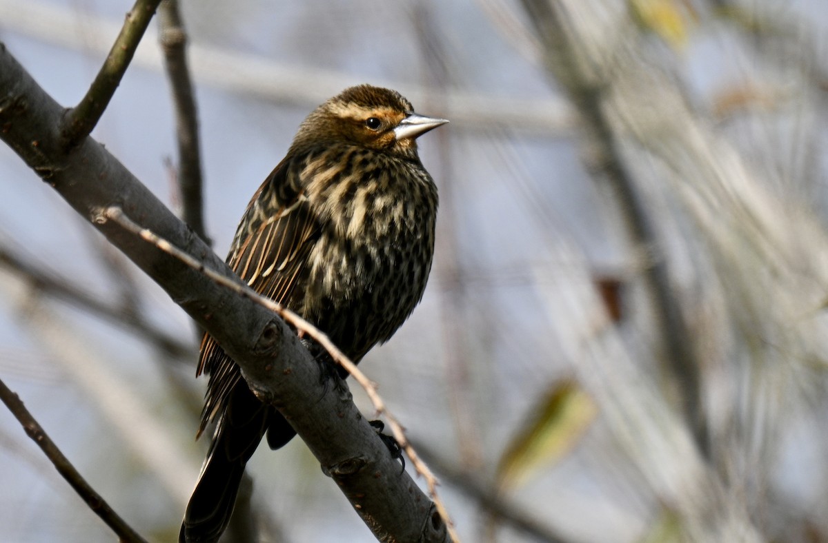 Red-winged Blackbird - ML646301376