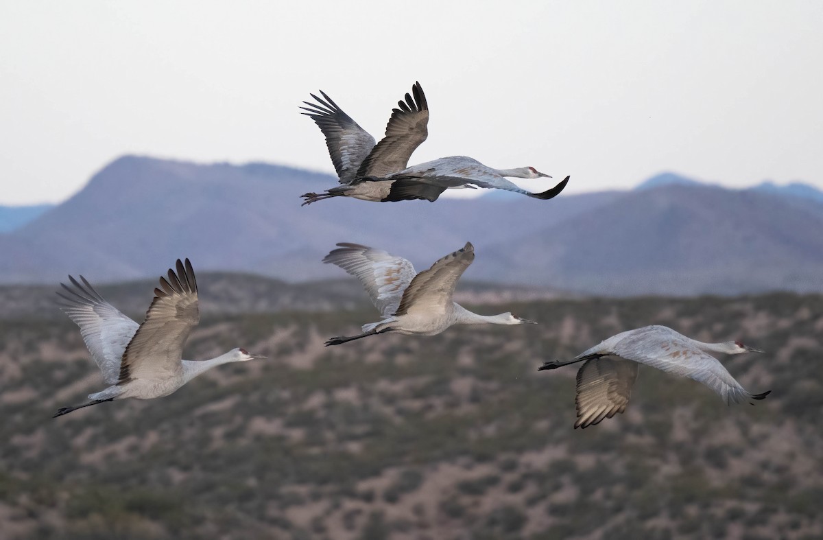 Sandhill Crane - ML646301377