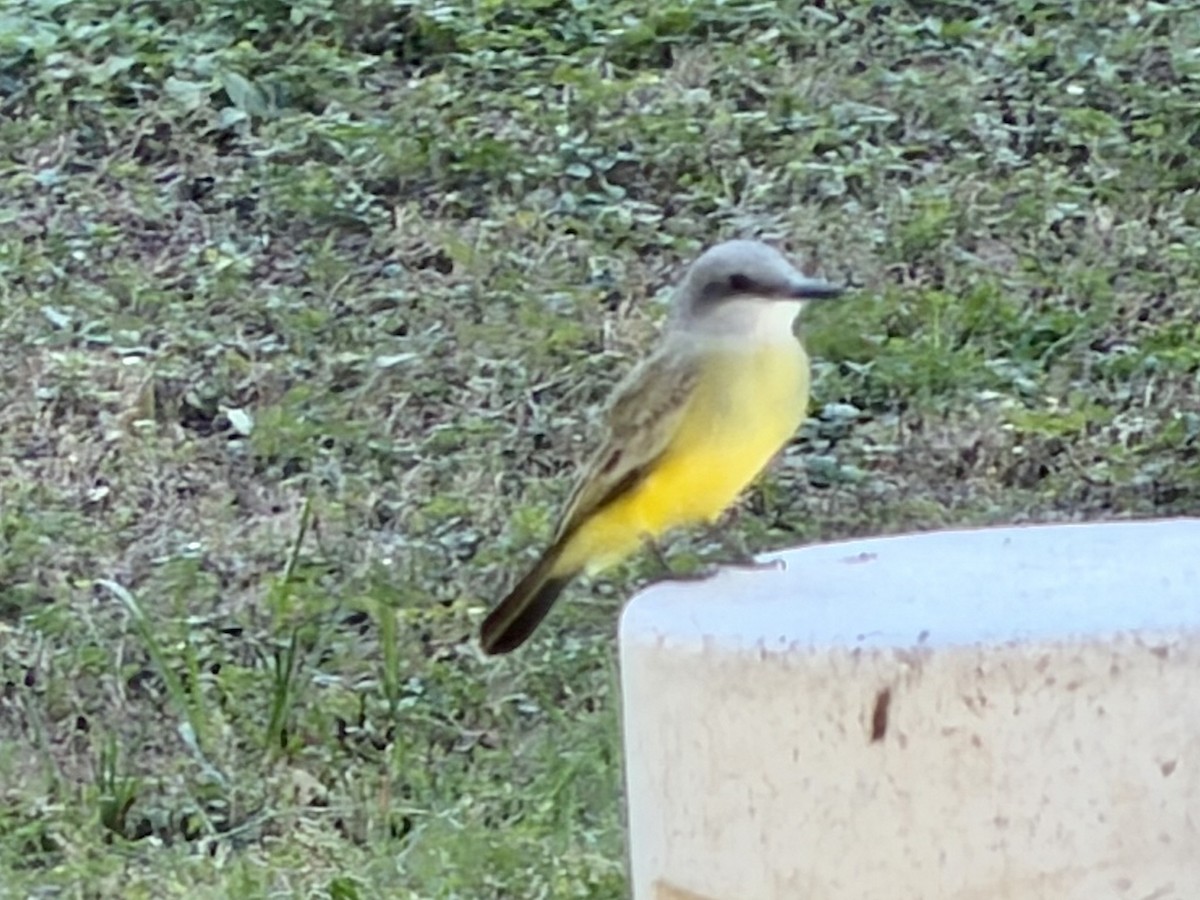 Tropical Kingbird - ML646301382