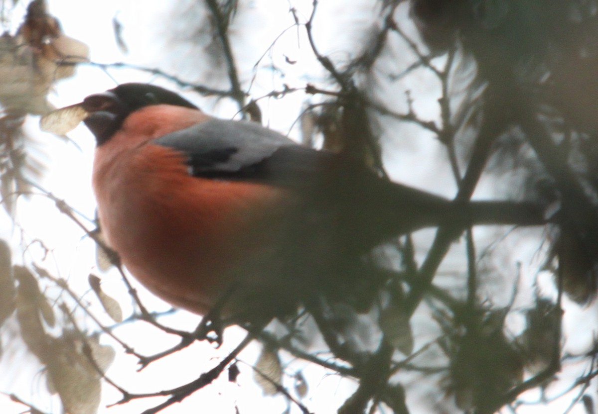 Eurasian Bullfinch - ML646301383