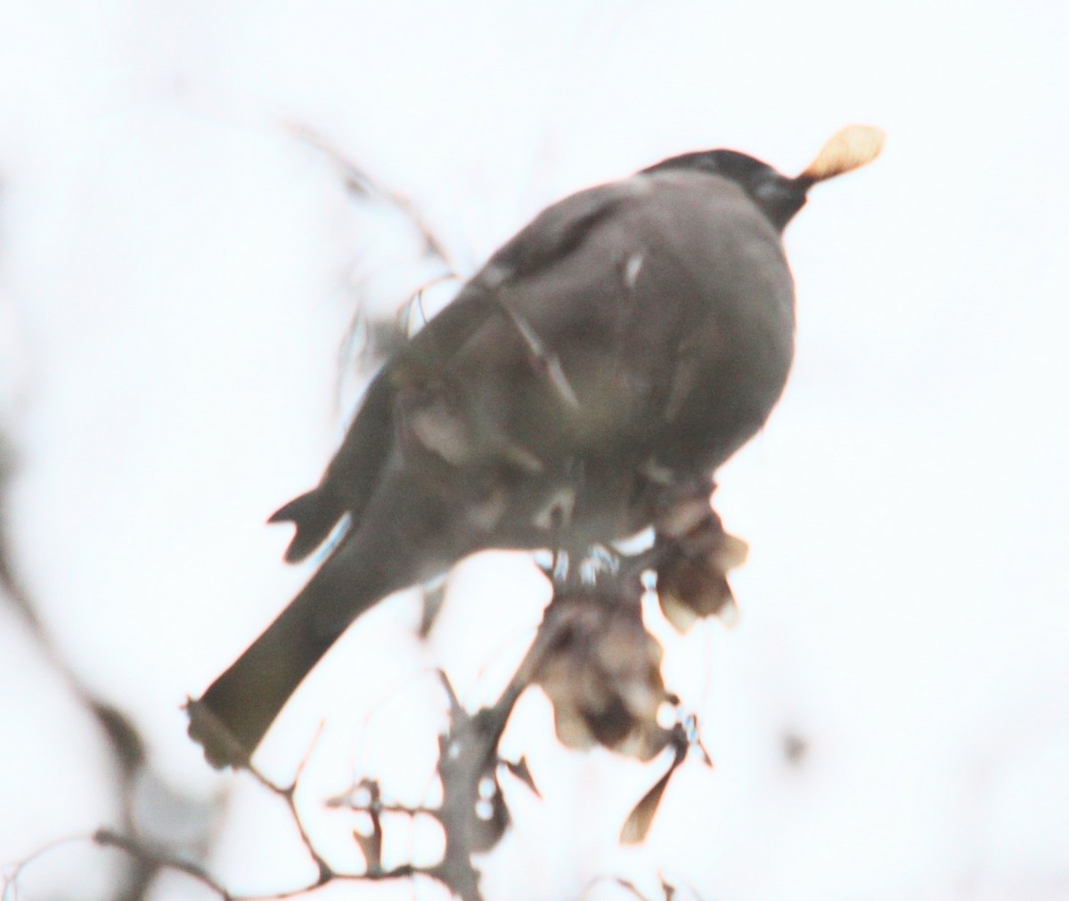 Eurasian Bullfinch - ML646301384