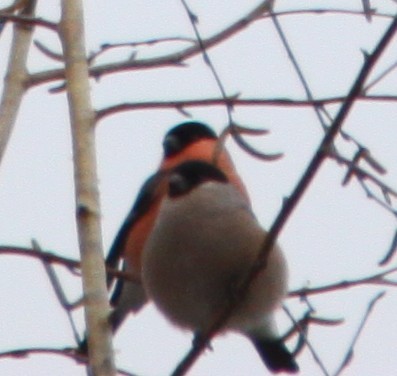 Eurasian Bullfinch - ML646301385