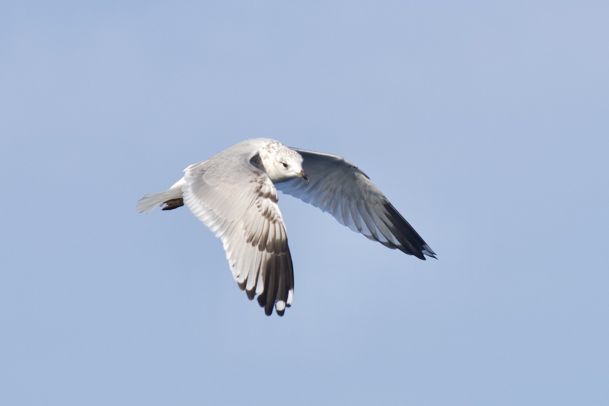 Common Gull - ML646301386