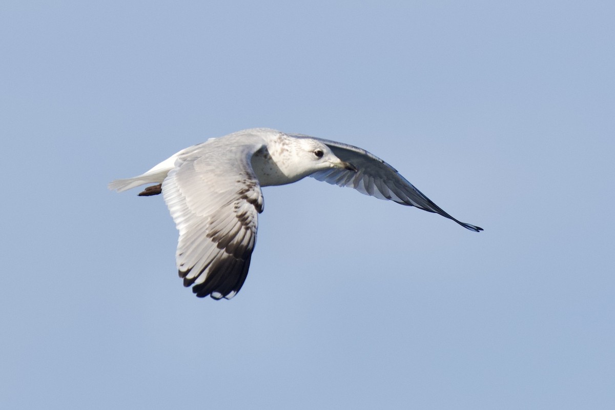Common Gull - ML646301387
