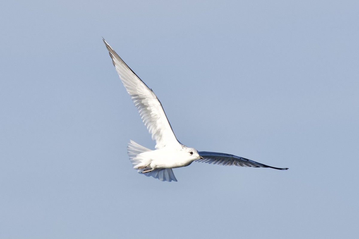 Common Gull - ML646301388