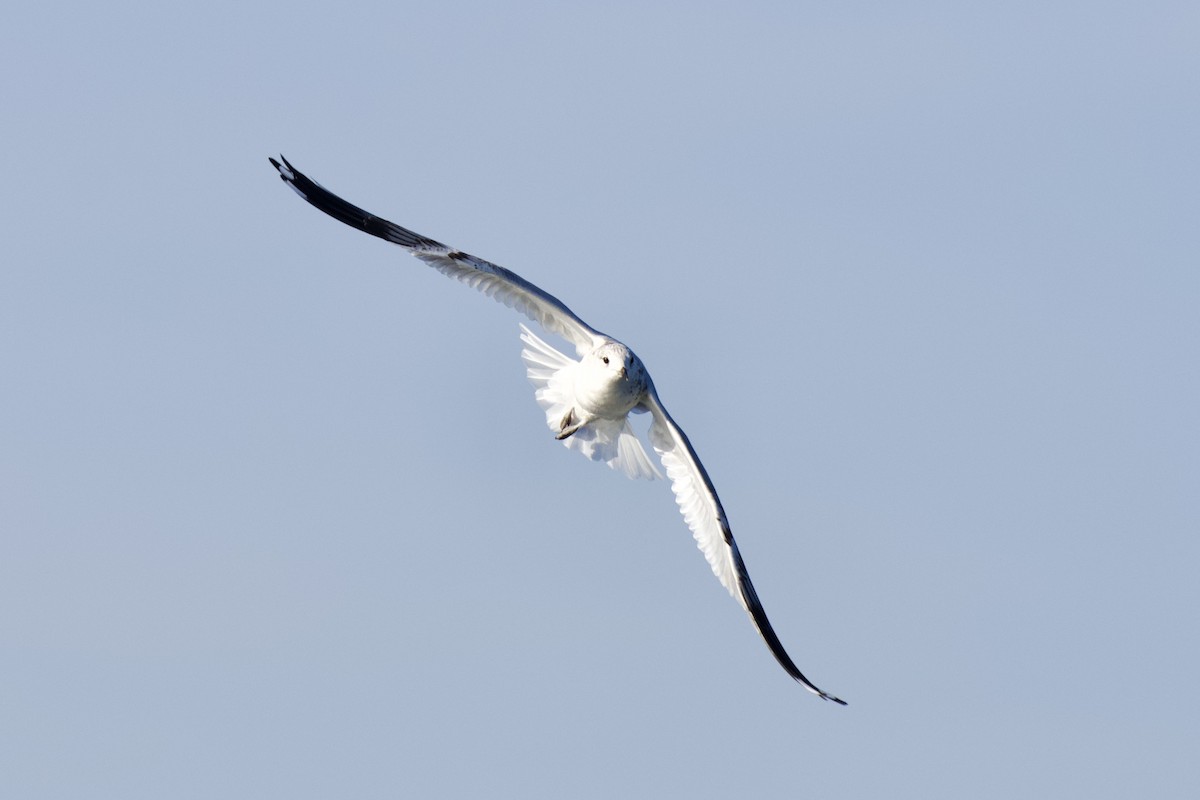 Common Gull - ML646301389