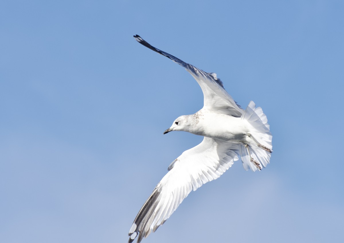 Common Gull - ML646301390