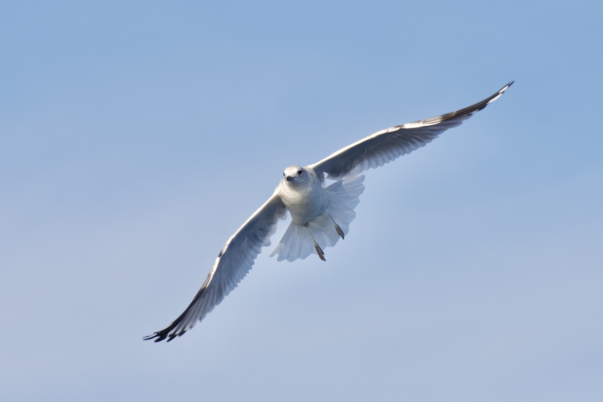 Common Gull - ML646301391