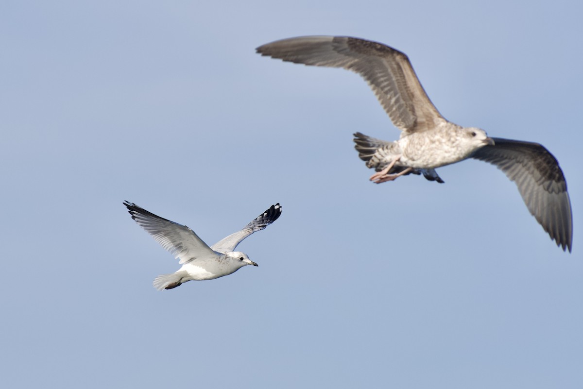 Common Gull - ML646301392