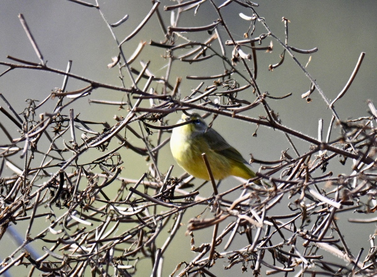 Palm Warbler - ML646301393
