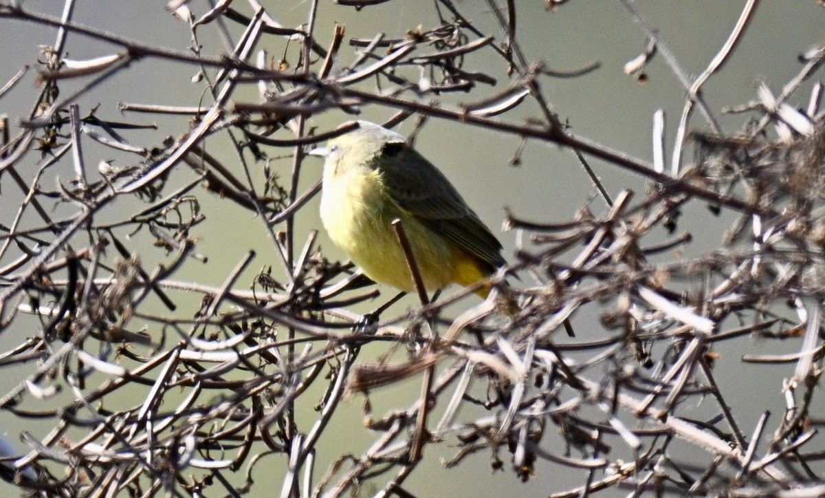 Palm Warbler - ML646301394