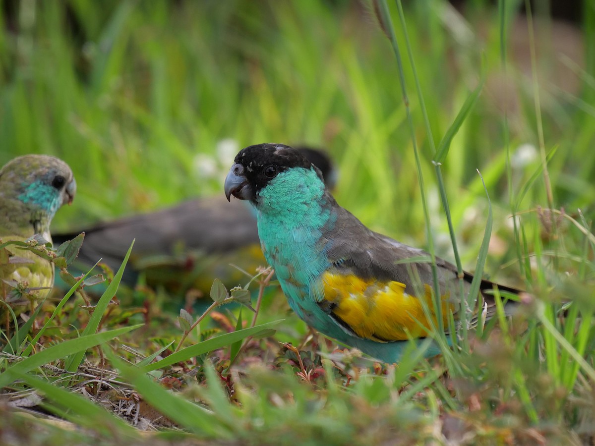 Hooded Parrot - ML646301395