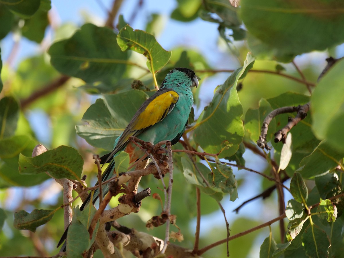 Hooded Parrot - ML646301396