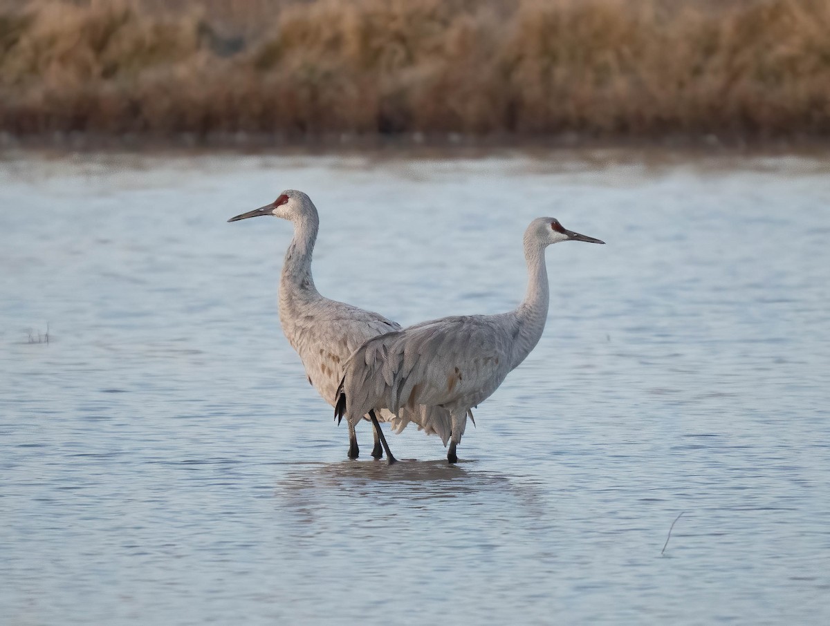 Sandhill Crane - ML646301397