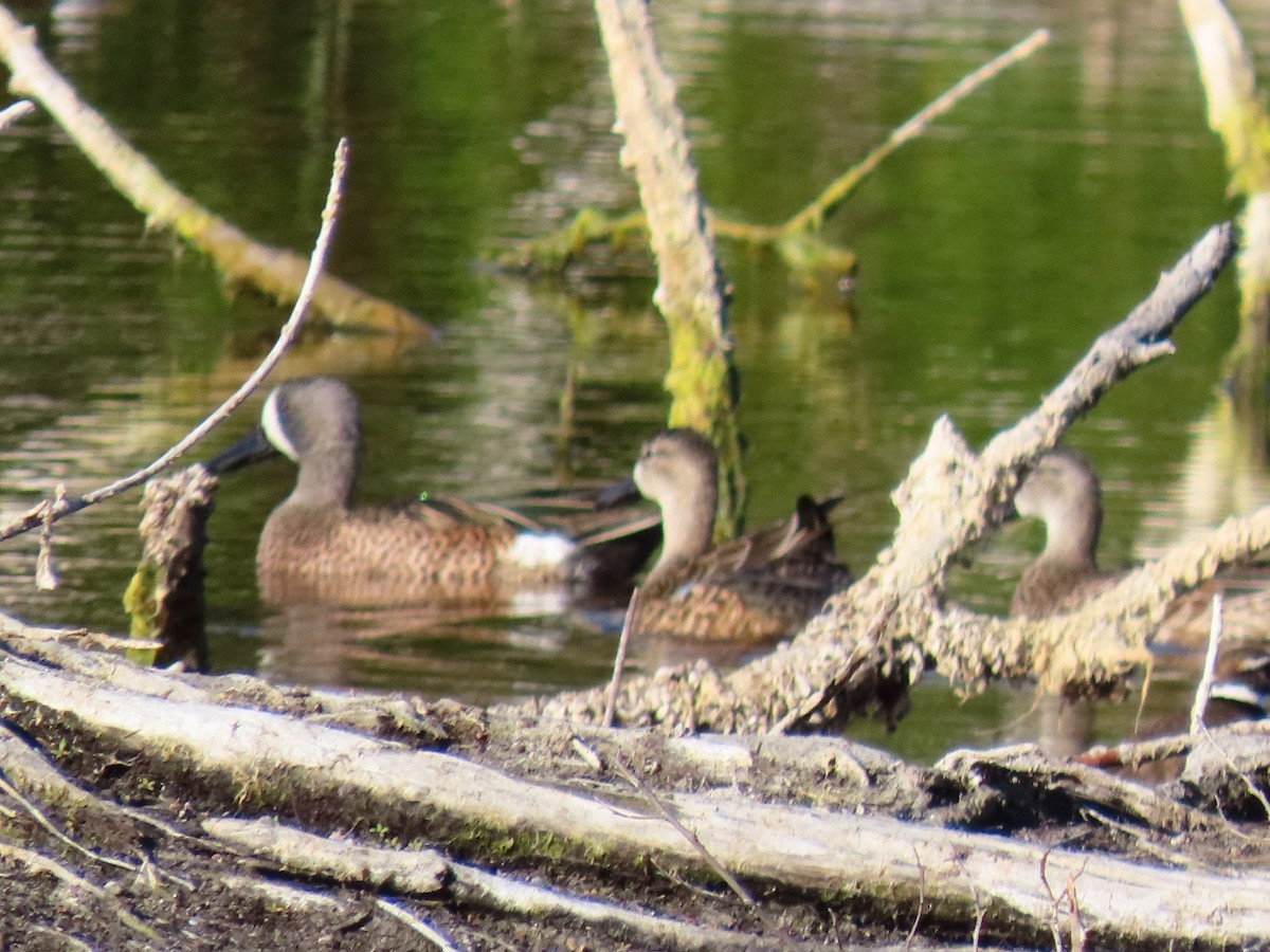 Blue-winged Teal - ML646301398