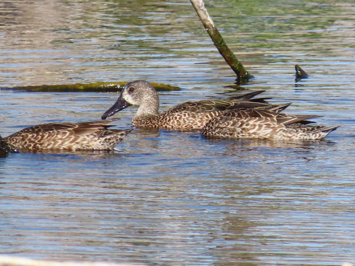Blue-winged Teal - ML646301399