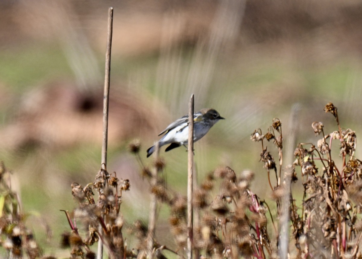 Yellow-rumped Warbler - ML646301400