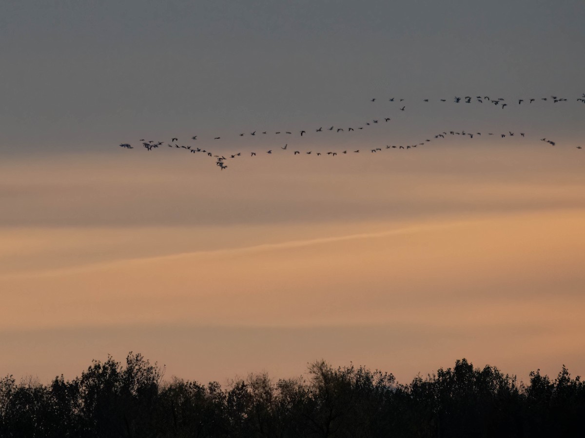 Snow Goose - ML646301401