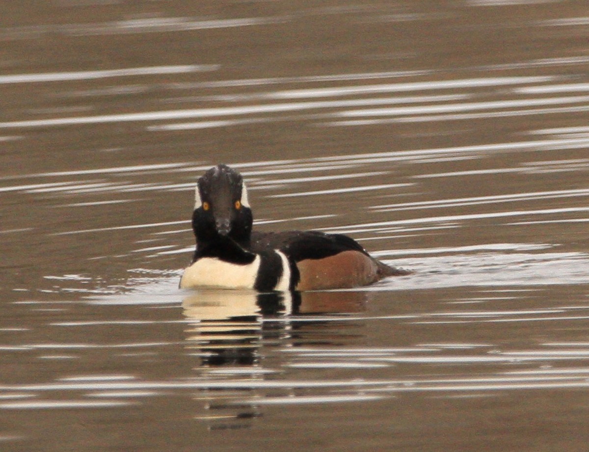 Hooded Merganser - ML646301402
