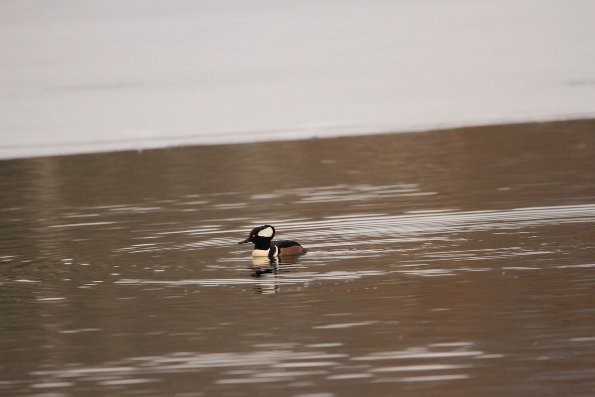 Hooded Merganser - ML646301403