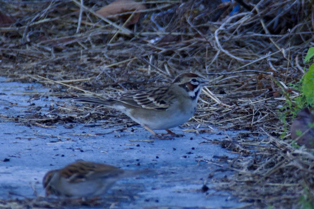 Lark Sparrow - ML646301408