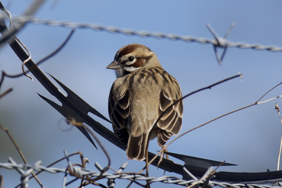 Lark Sparrow - ML646301409