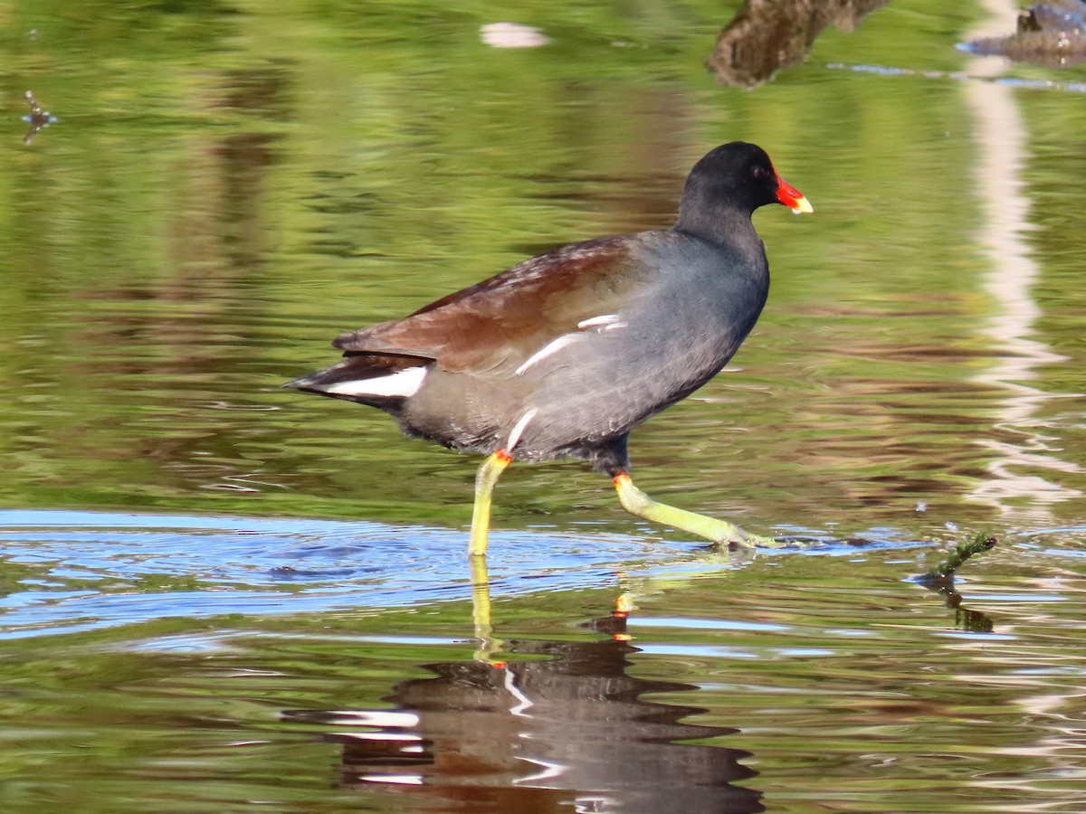Common Gallinule - ML646301412