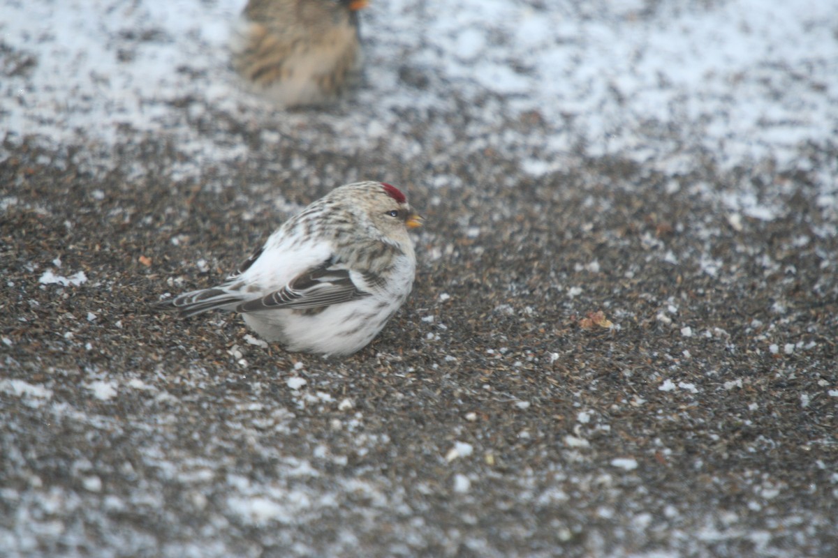 Redpoll (Hoary) - ML646301413