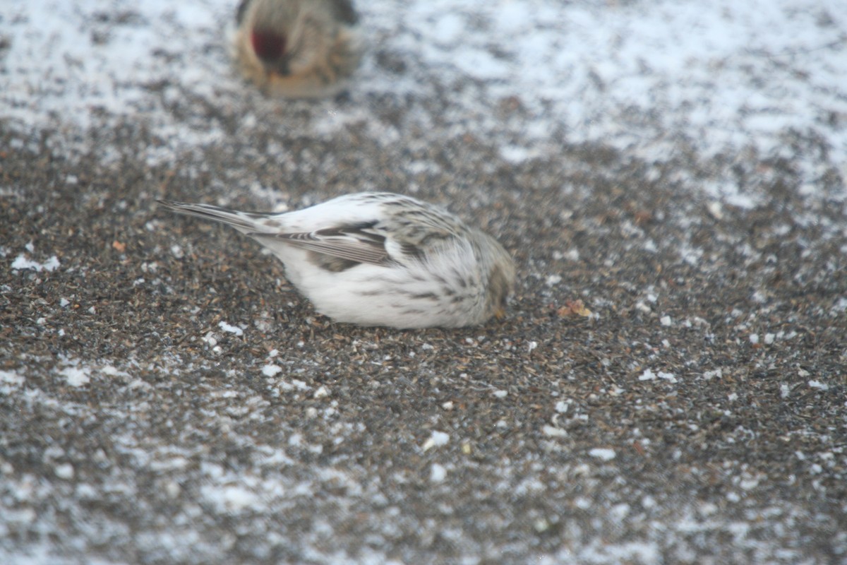 Redpoll (Hoary) - ML646301414