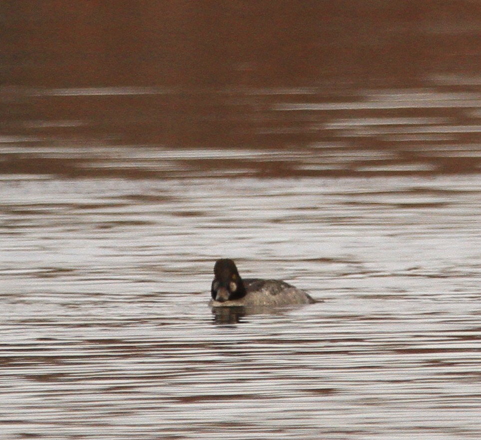 Common Goldeneye - ML646301417
