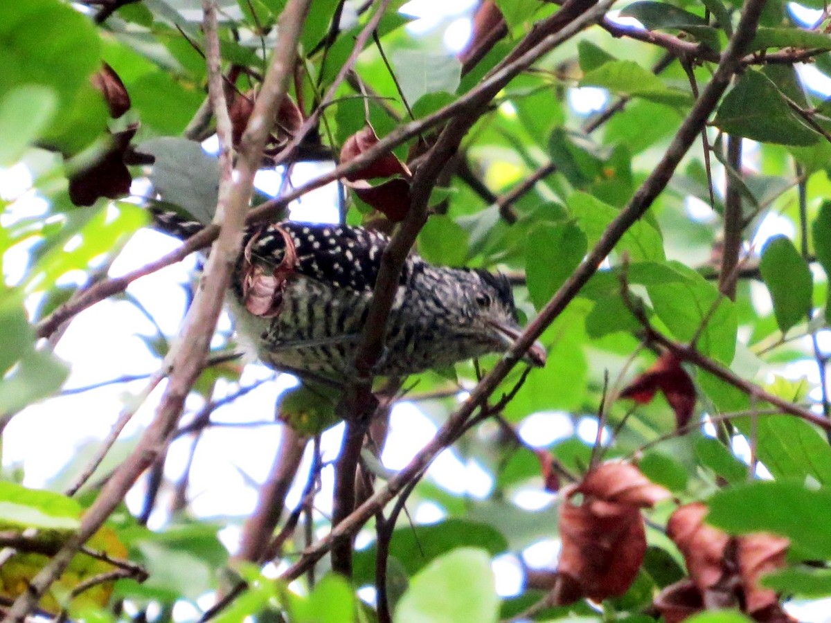 Barred Antshrike - ML646301446