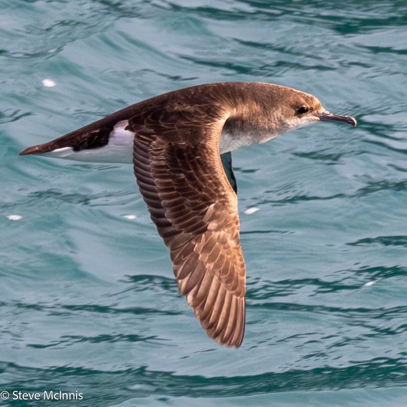 Fluttering Shearwater - ML646301461