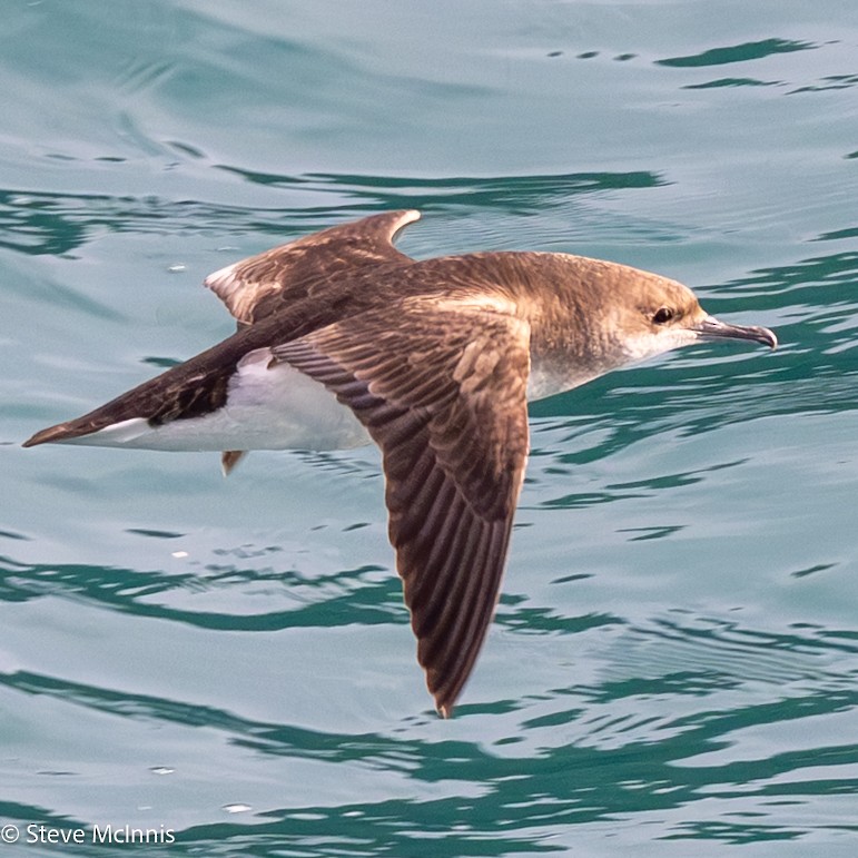 Fluttering Shearwater - ML646301462