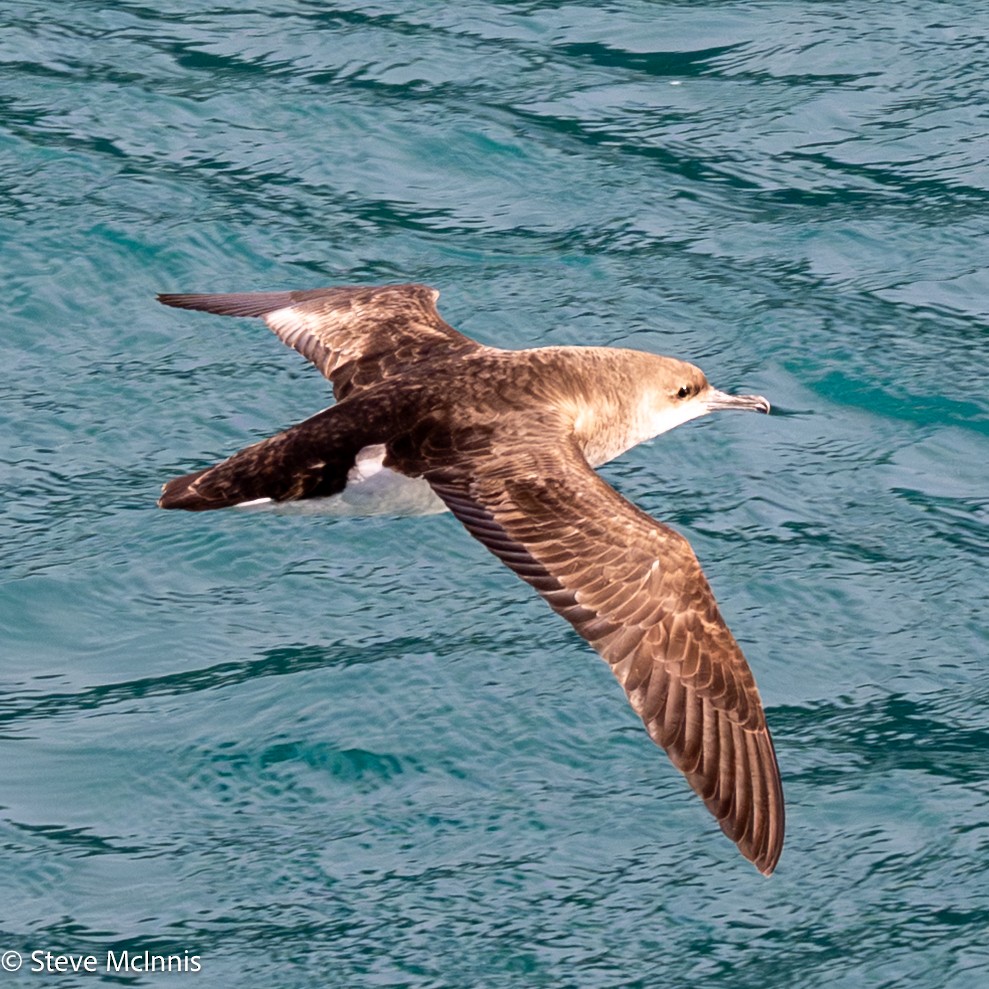 Fluttering Shearwater - ML646301463