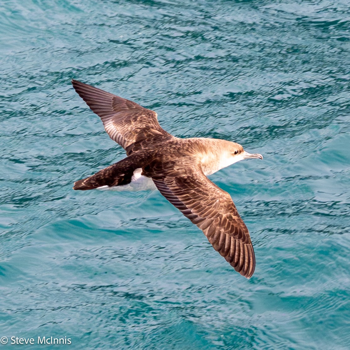Fluttering Shearwater - ML646301464