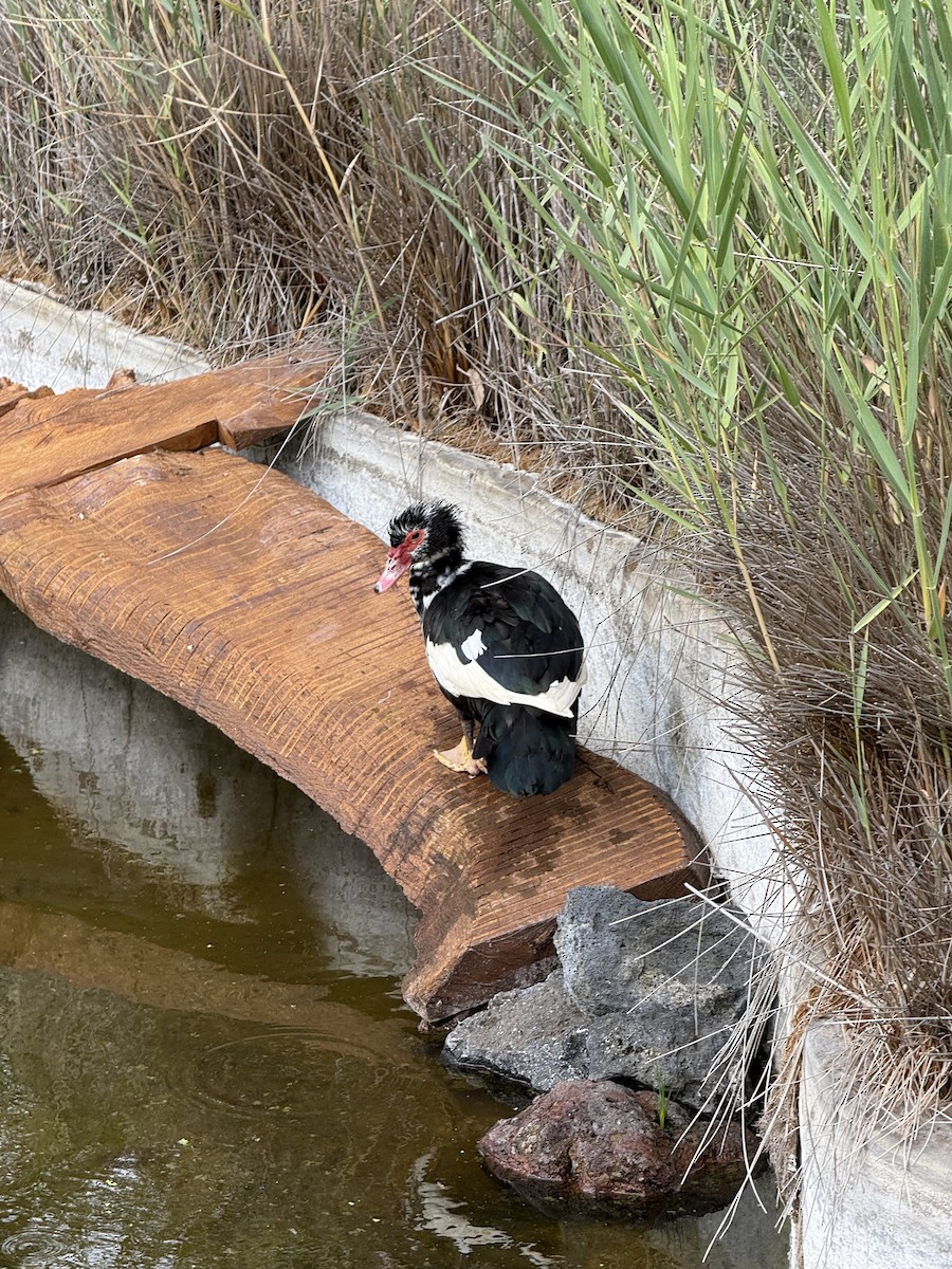Muscovy Duck (Domestic type) - ML646301481